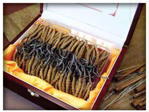 南湖冬虫夏草回收